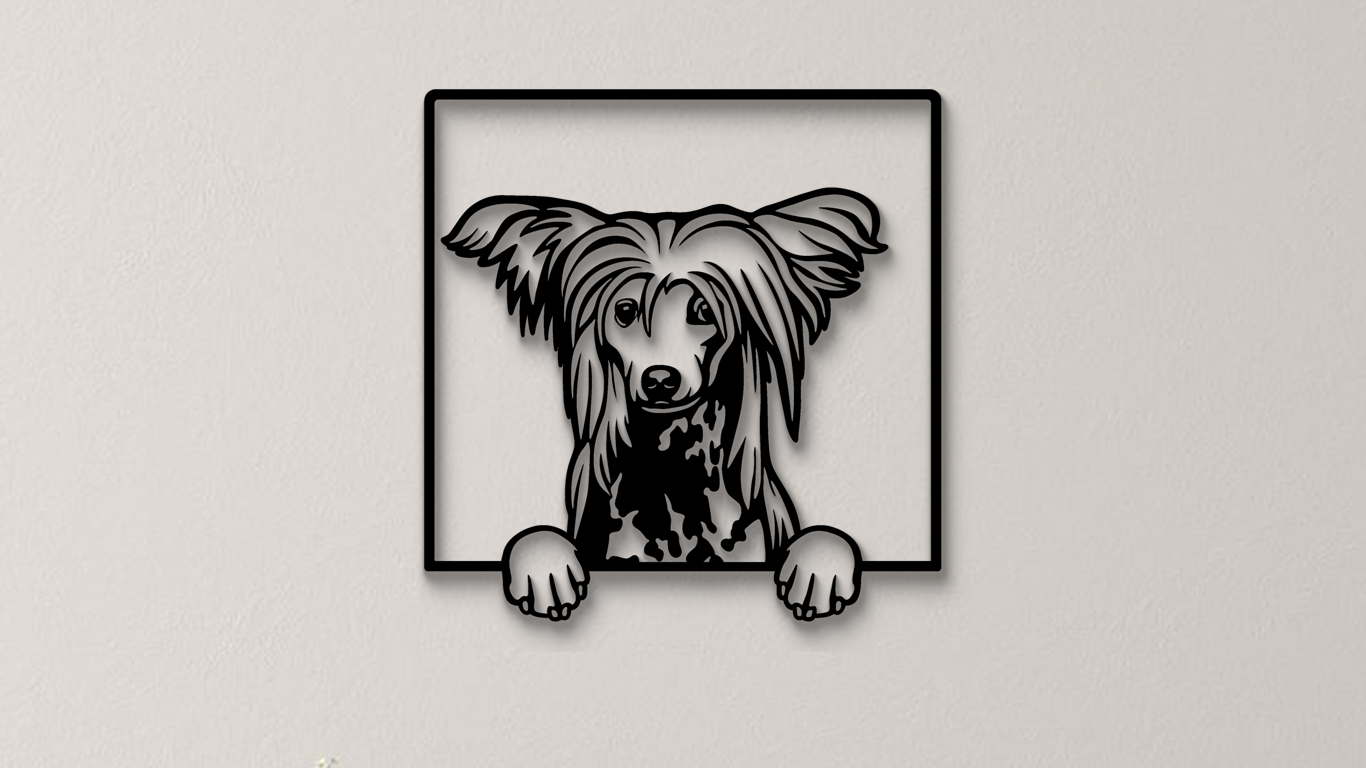 Chinesischer Schopfhund