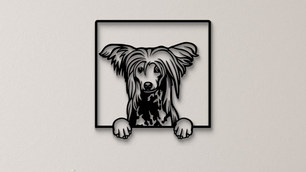 Chinesischer Schopfhund